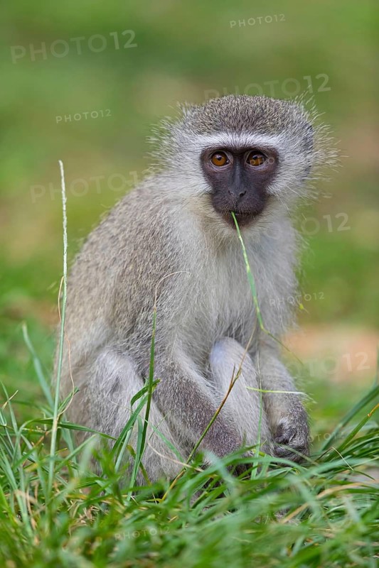 Vervet Monkey, (Chloroebus pygerythrus), vervet monkey, monkey, monkeys, primate, primates, family of vervet monkeys, mmerkatzen, iSimangaliso Wetland Park, St. Lucia, KwaZulu-Natal, South Africa