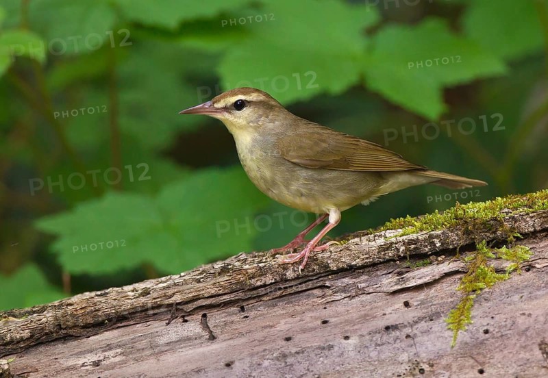 Swainson's Warbler (Limnothlypis swainsonii), West Virginia, USA