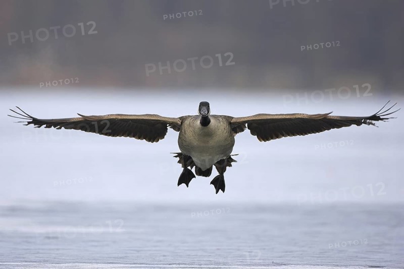 Canada Goose (Branta canadensis) flying, Berlin, Germany
