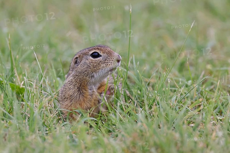 European ground squirrel (Spermophilus citellus) looking out of its burrow in a meadow, Burgenland Austria