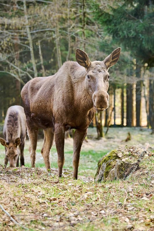 Elk (Alces alces) standing on a meadow on the edge of a forest, Bavaria, Germany