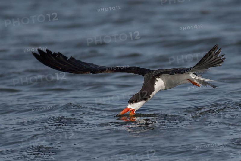 Black Skimmer (Rynchops niger) flying, California, USA