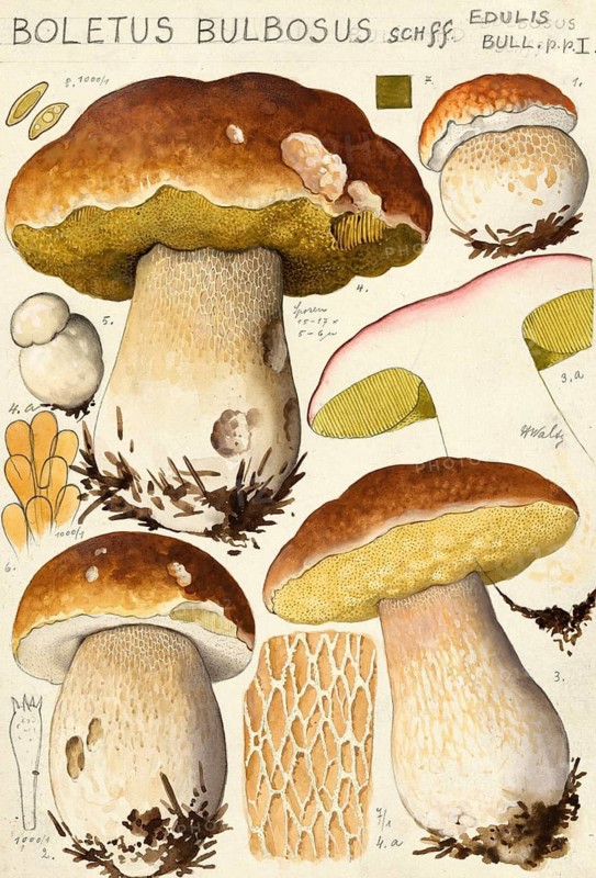 Mushroom, mushrooms, Boletus bulbosus, common boletus, authentic reproduction of an illustration by Hans Walty (1868-1948) from about 1915, historical