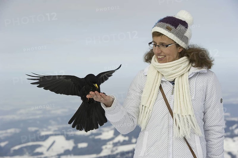 Alpine Chough (Pyrrhocorax graculus) flying, Bavaria, Germany