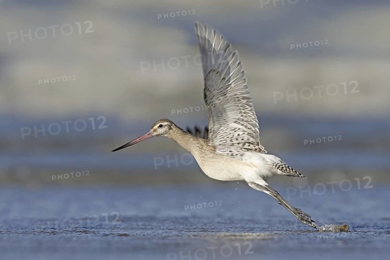 Bar-tailed Godwit (Limosa lapponica), Netherlands