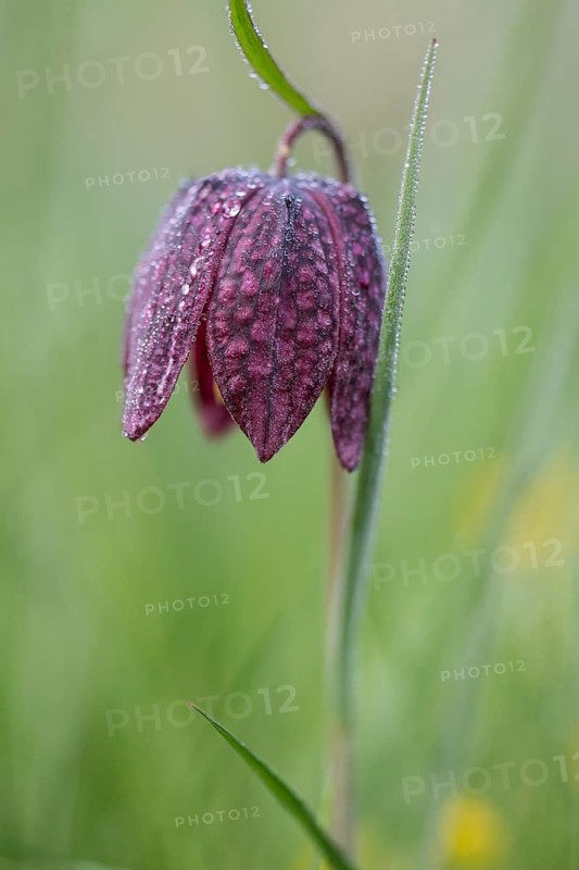 Chequerboard flowers (Fritillaria meleagris), Lower Saxony, Germany