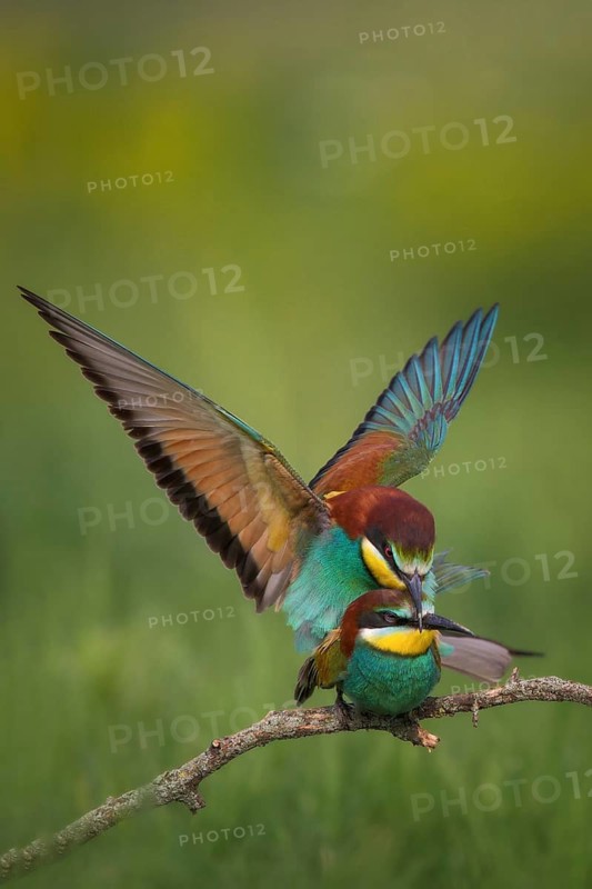 European Bee-eater (Merops apiaster) pair mating, Bulgaria