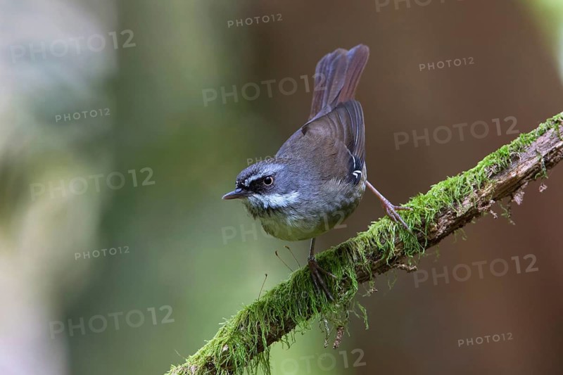 White-browed Scrubwren (Sericornis frontalis), Victoria, Australia