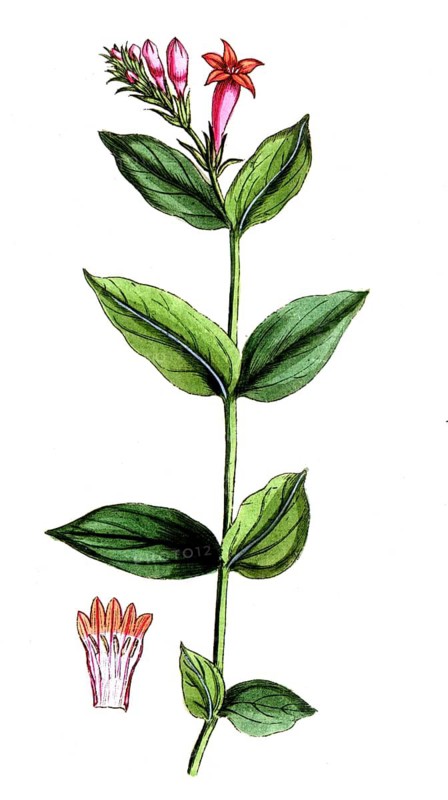 Spigelia marilandica, ipecac, digital reproduction of a historical original, between 1790 and 1810