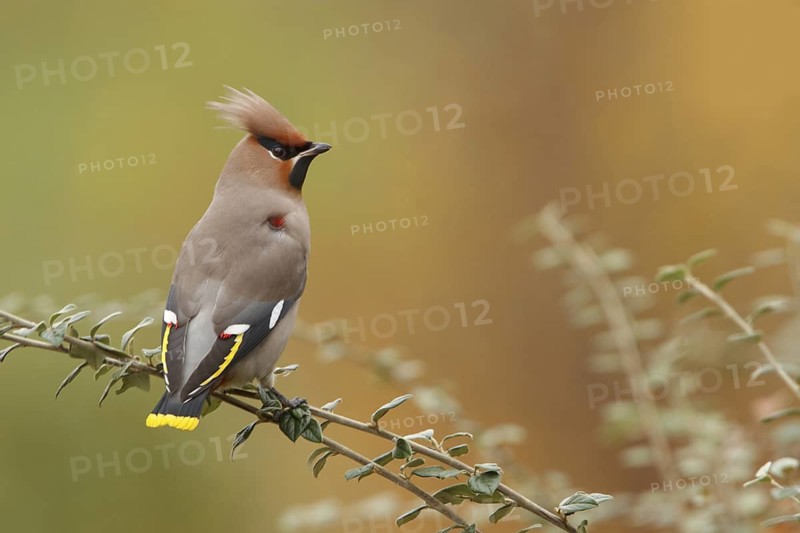 Bohemian Waxwing (Bombycilla garrulus), Amstelveen, Netherlands