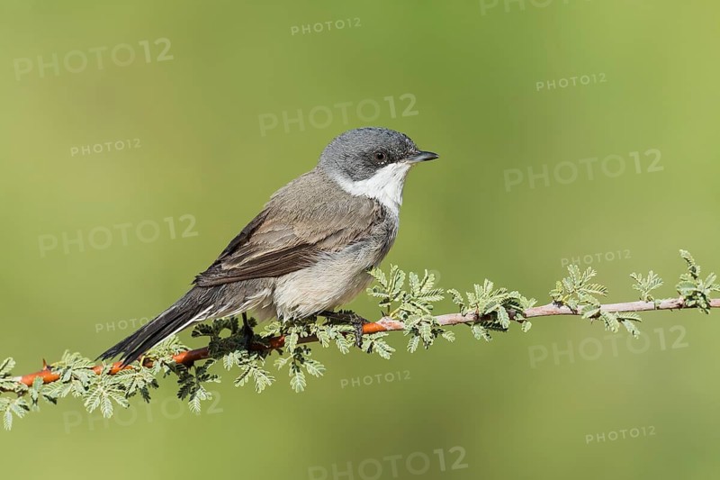 Lesser Whitethroat (Sylvia curruca), Eilat, Israel