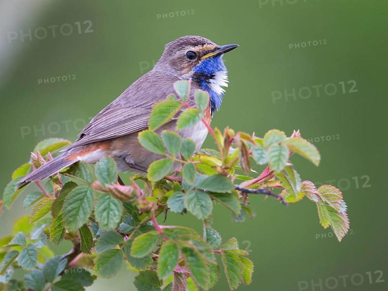Bluethroat (Luscinia svecica cyanecula) male perched on a branch, Texel, Netherlands