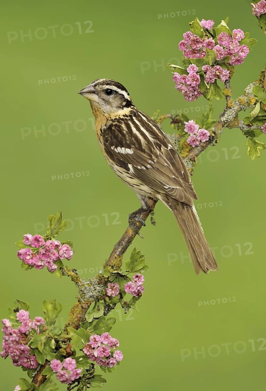 Black-headed Grosbeak (Pheucticus melanocephalus) female, British Columbia, Canada