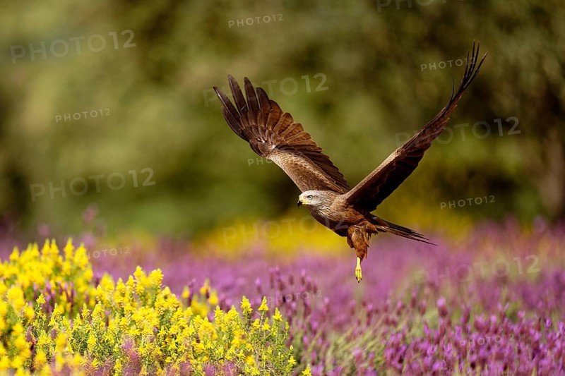 Black kite (Milvus migrans) flying over maquis with crested lavender (Lavendula stoechs) and broom, Castilla-La Mancha, Spain