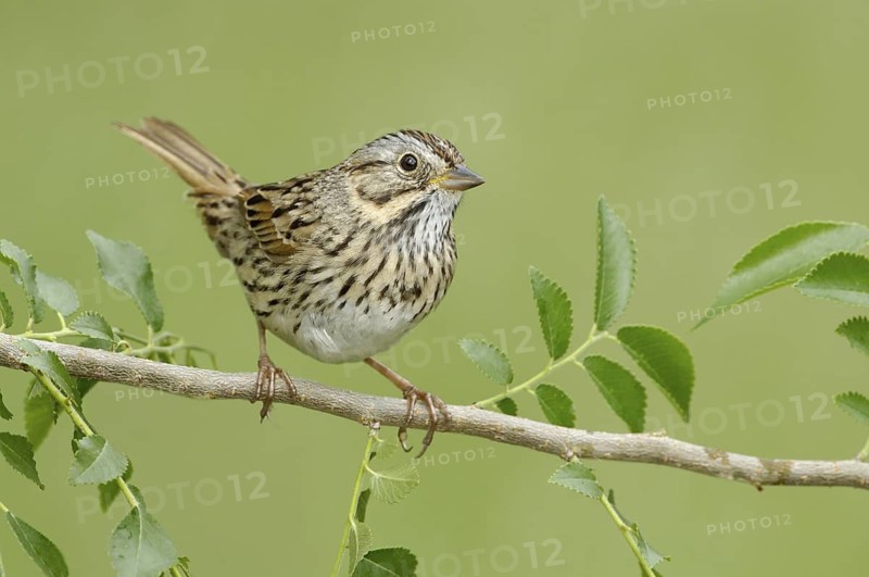 Lincoln's Sparrow (Melospiza lincolnii), Texas, USA