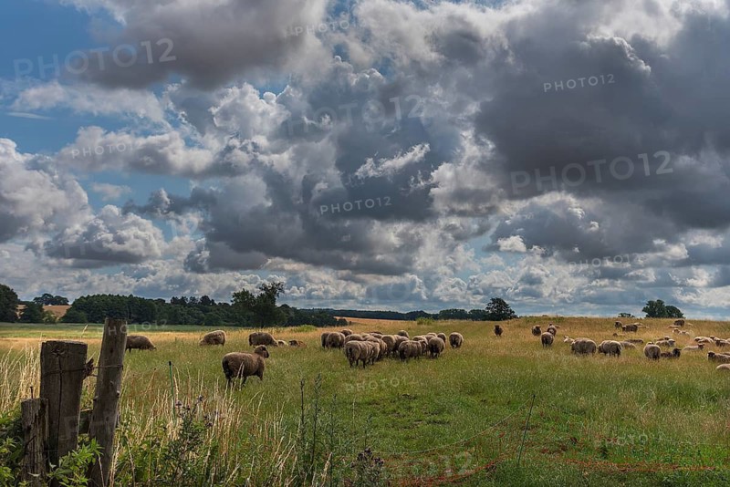 Black-headed sheep (Ovis gmelini aries) on pasture, cloudy sky, Mecklenburg-Western Pomerania, Germany