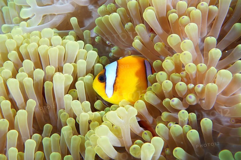 Red sea anemonefish (Amphiprion bicinctus)