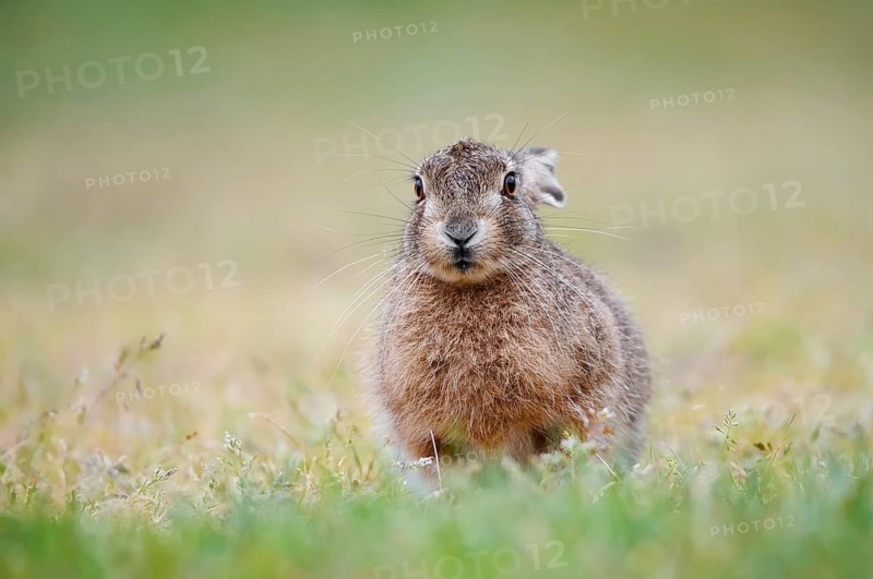 European hare (Lepus europaeus), young animal sitting in a meadow, North Rhine-Westphalia, Germany