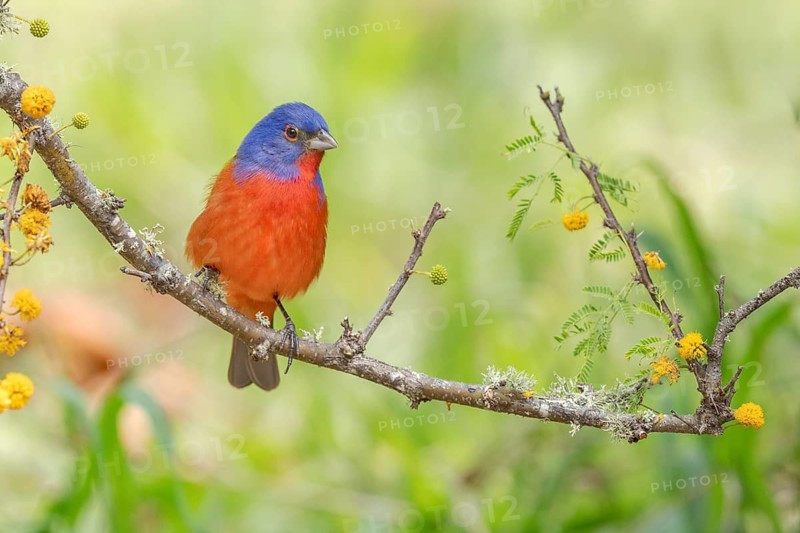 Painted Bunting (Passerina ciris) male perched on a branch, Texas, USA