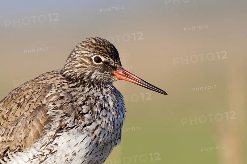 Common Redshank (Tringa totanus), Schleswig-Holstein, Germany
