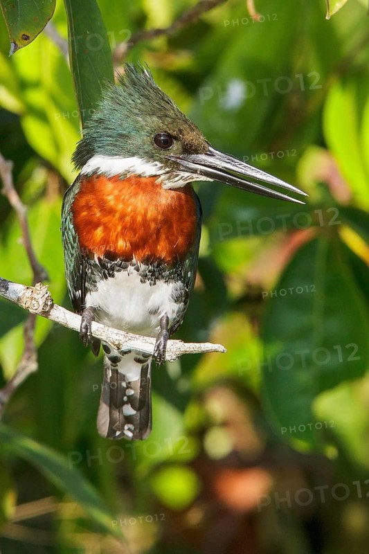Green Kingfisher (Chloroceryle americana) perched on a branch in Manu National Park, Peru