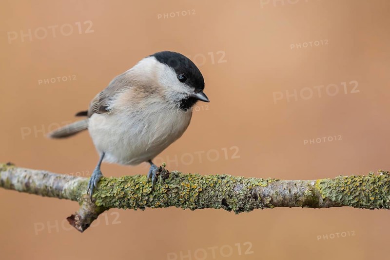 Willow Tit (Poecile montanus) perched on a branch, Lower Saxony, Germany