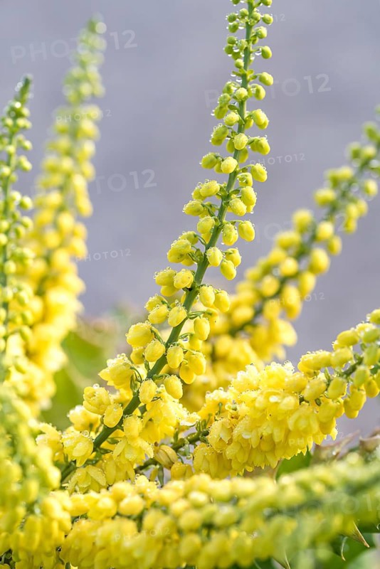 Mahonia (Mahonia × media 'Winter Sun'), Artmeyer Pflanzenforum, Germany