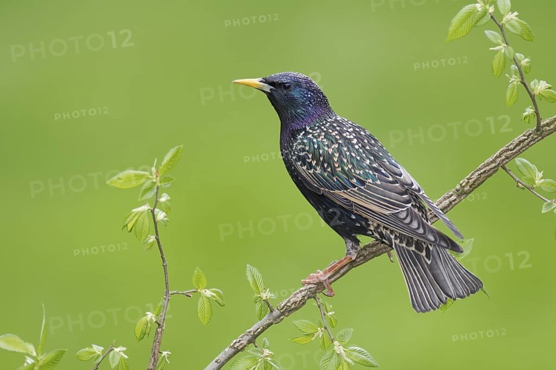 Common Starling (Sturnus vulgaris), Brandenburg, Germany