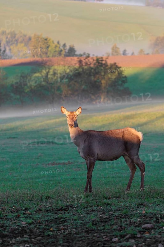 An Altai maral hind Altai wapiti or Altai elk (Cervus canadensis sibiricus) stands partially lit by the first light of the day in a meadow