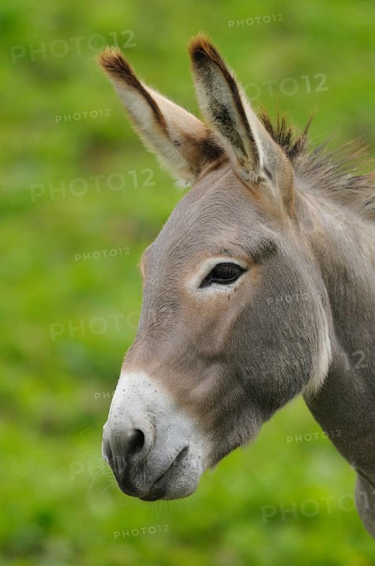 A donkey in lateral profile in front of a green background, domestic donkey (Equus asinus asinus), Styria