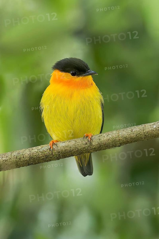 Orange-collared Manakin (Manacus aurantiacus) perched on a branch in Panama