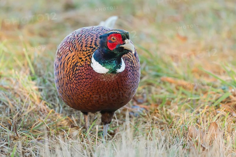 Common Pheasant (Phasianus colchicus) male, Lower Saxony, Germany
