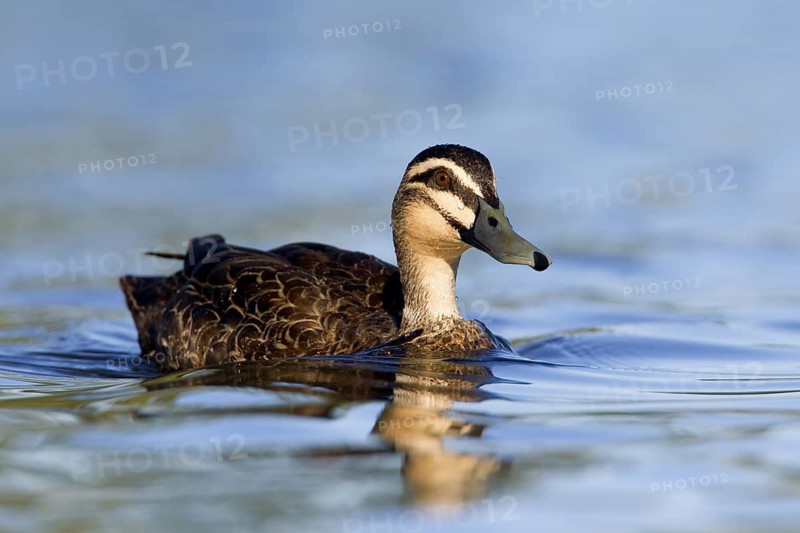 Pacific Black Duck (Anas superciliosa), Victoria, Australia