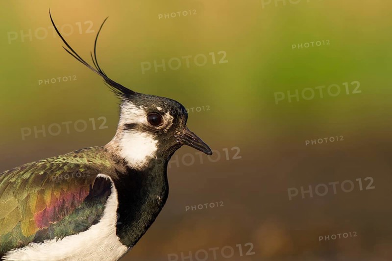 Northern Lapwing (Vanellus vanellus), Poland