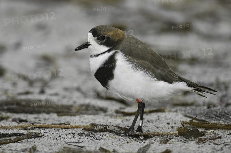 Two-banded Plover (Charadrius falklandicus), Falkland Islands