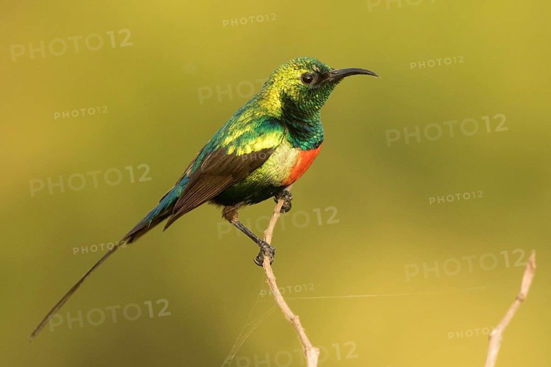 Beautiful Sunbird (Cinnyris pulchellus) male, Gambia