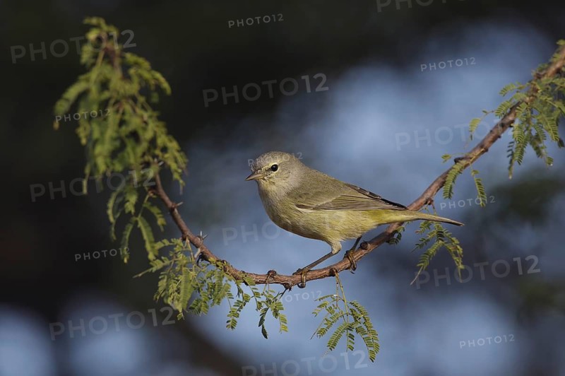 Orange-crowned Warbler (Leiothlypis celata), Texas, USA