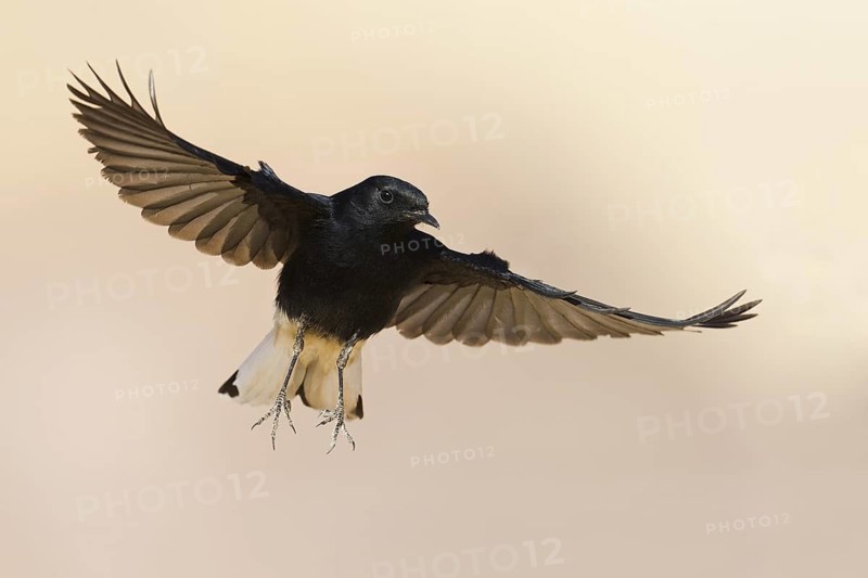 White-crowned Wheatear (Oenanthe leucopyga) juvenile flying, Eilat, Israel