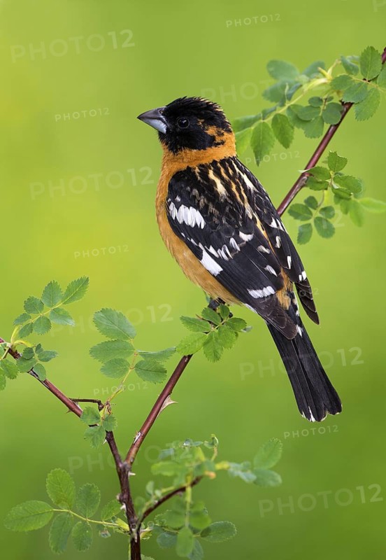 Black-headed Grosbeak (Pheucticus melanocephalus) male, British Columbia, Canada