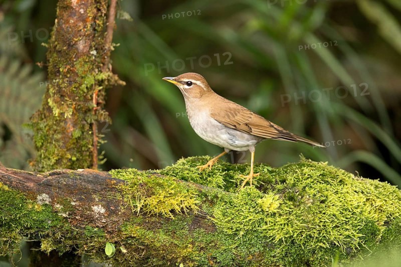 Grey-sided Thrush (Turdus feae) perched on a mossy log, Pahang, Malaysia