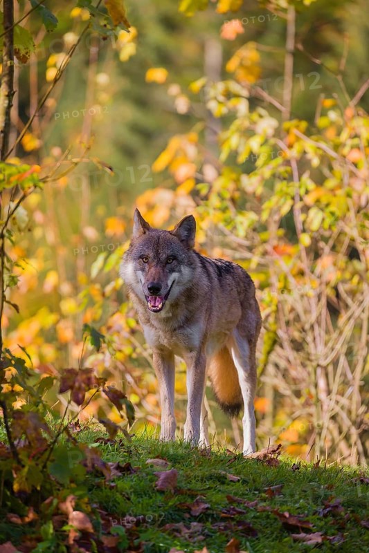 A eurasian gray wolf (Canis lupus lupus) stands on a meadow on a hill with a colourful foliage in the background