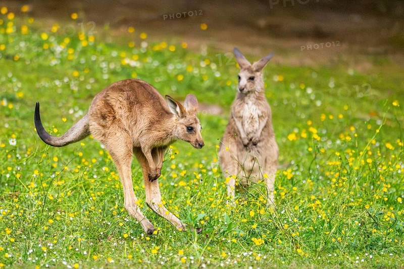 Eastern Gray Kangaroo (Macropus giganteus) youngster jumping on a meadow, captive, Germany