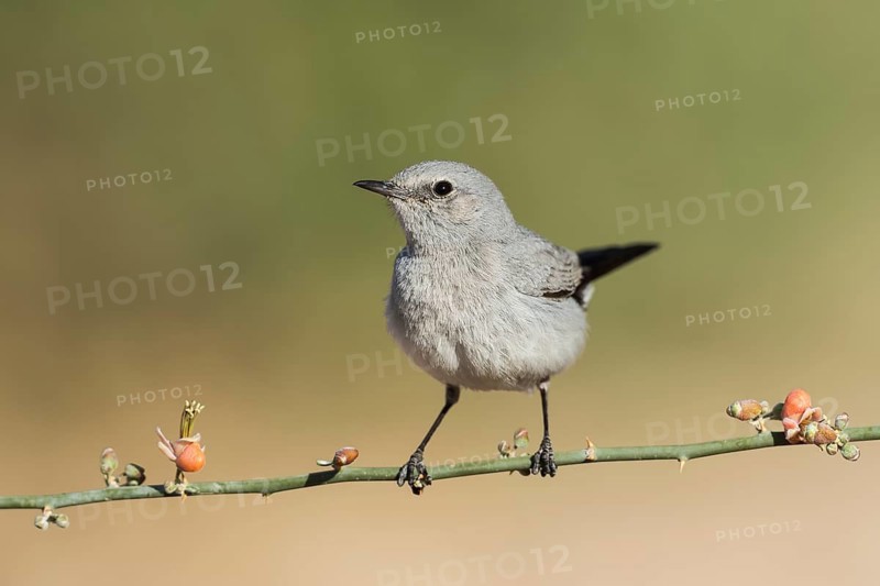Blackstart (Oenanthe melanura), Eilat, Israel