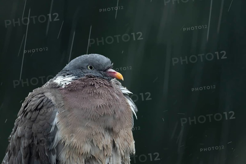 Wood pigeon (Columba palumbus) adult garden bird in a rain storm in summer, England, United Kingdom