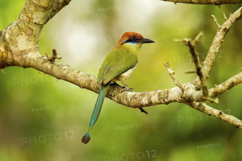 Russet-crowned Motmot Momotus mexicanus El Tuito, Jalisco, Mexico 9 June Adult Momotidae