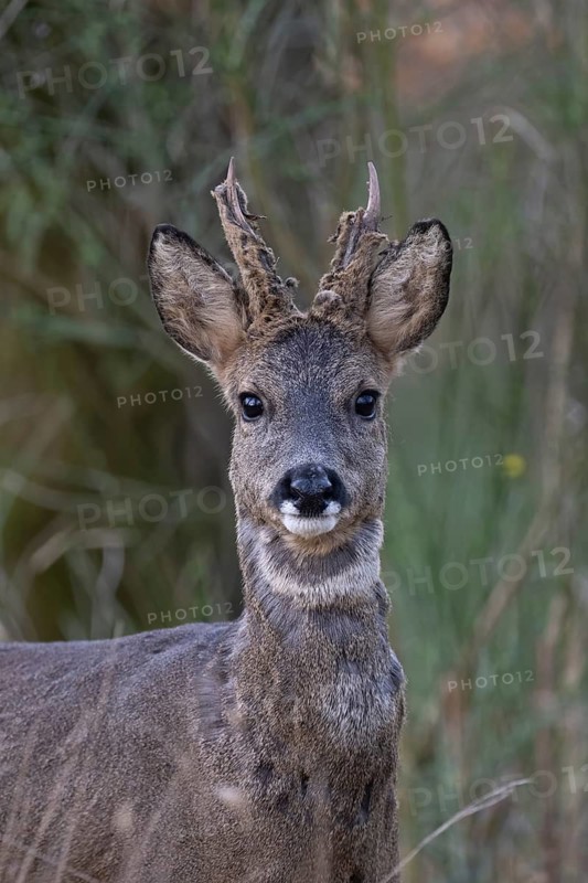 Roebuck in spring, Bitburg, Rhineland-Palatinate, Germany