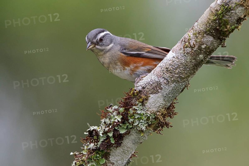 Gray-throated Warbling Finch (Poospiza cabanisi) perched on a branch in the Atlantic rainforest of southeast Brazil