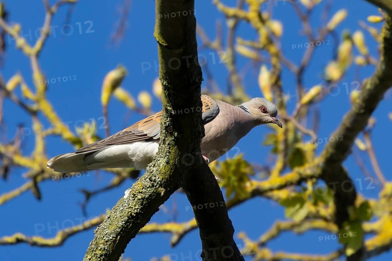 Turtle dove (Streptopelia turtur) adult bird on a tree branch in spring, England, United Kingdom
