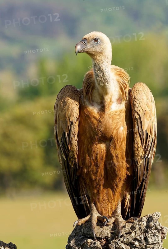 Griffon Vulture (Gyps fulvus) portrait, Castilla-La Mancha, Spain