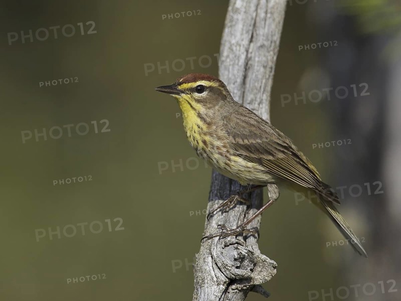 Palm Warbler (Setophaga palmarum palmarum), Michigan, USA